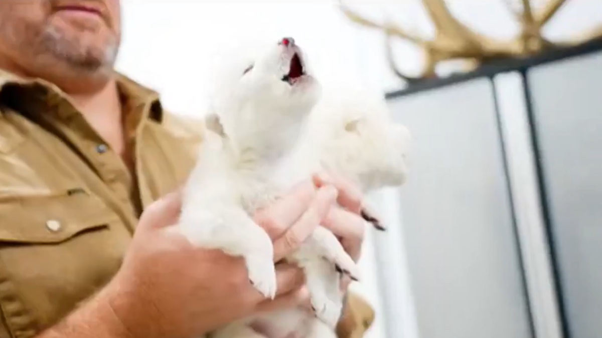 El lobo terrible ha vuelto en un sorprendente logro científico.