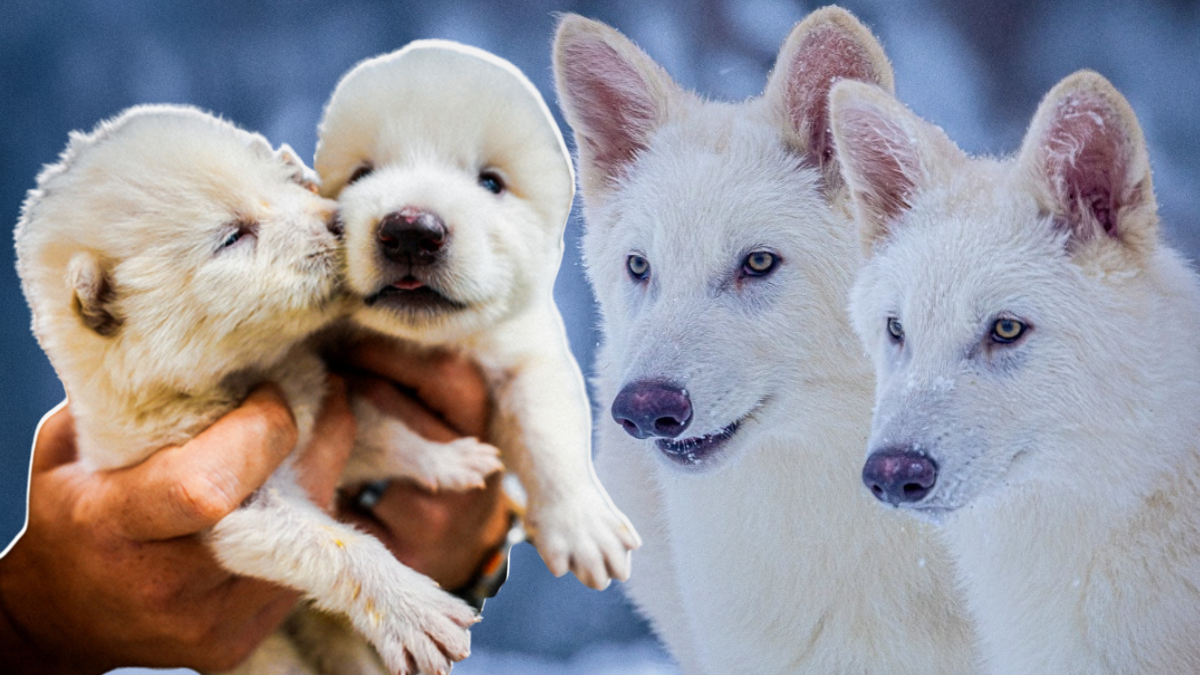 No son lobos extintos traídos de vuelta, sino lobos grises modificados genéticamente para parecerse a los legendarios huargos.