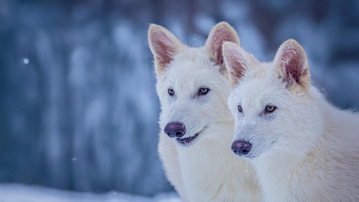 Fotografía cedida por la empresa Colossal Biosciences donde aparecen los dos lobo huargo, Rómulo y Remo a los seis meses de edad.