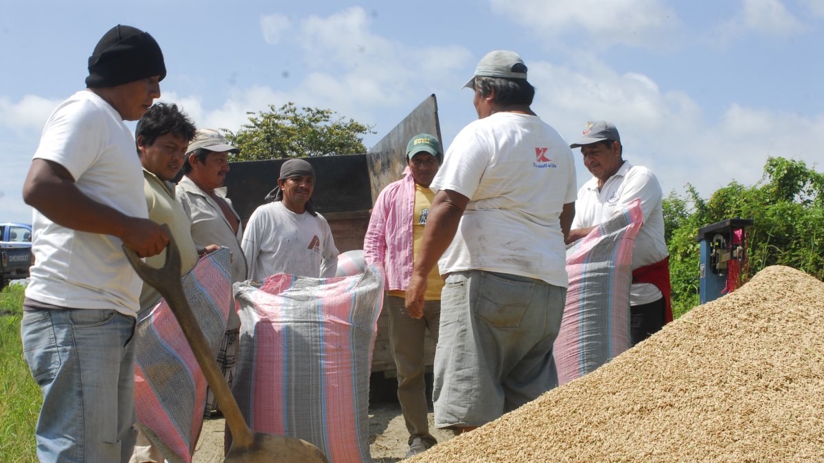 Un grupo de agricultores trabajan en la cosecha del arroz.