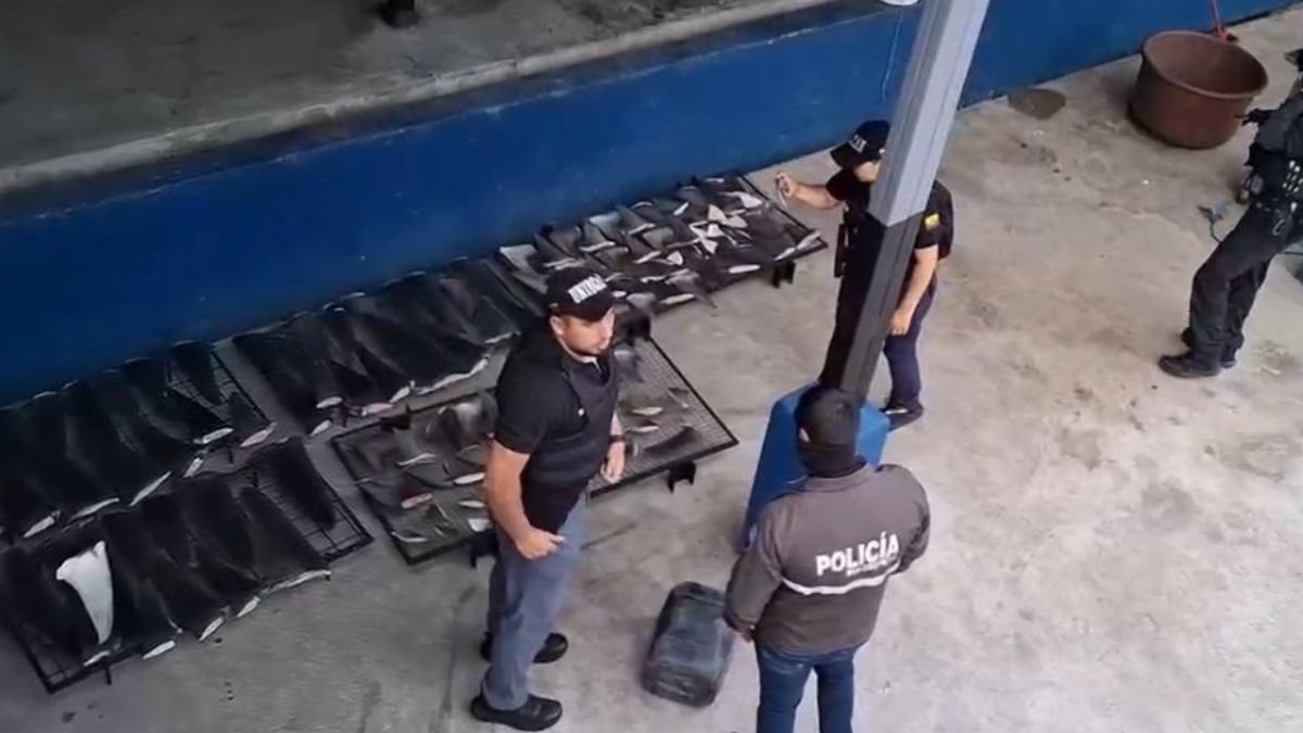 Policía Nacional incauta aletas de tiburón en Manta.