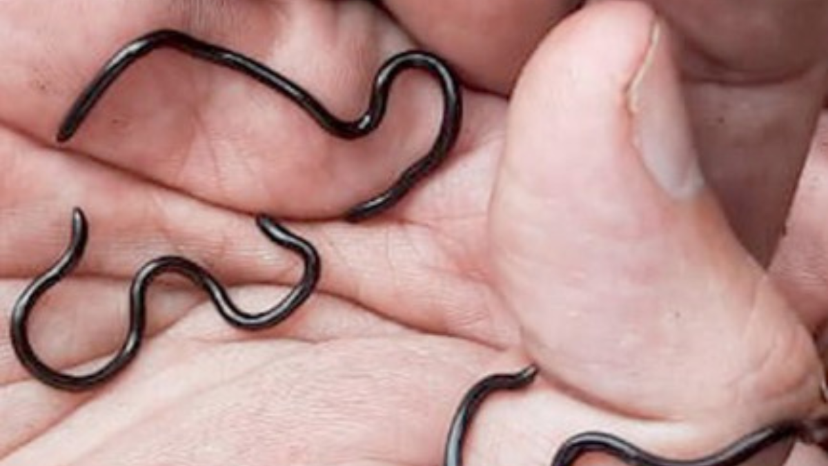 Tres individuos vivos en la mano de un investigador para mostrar su tamaño.