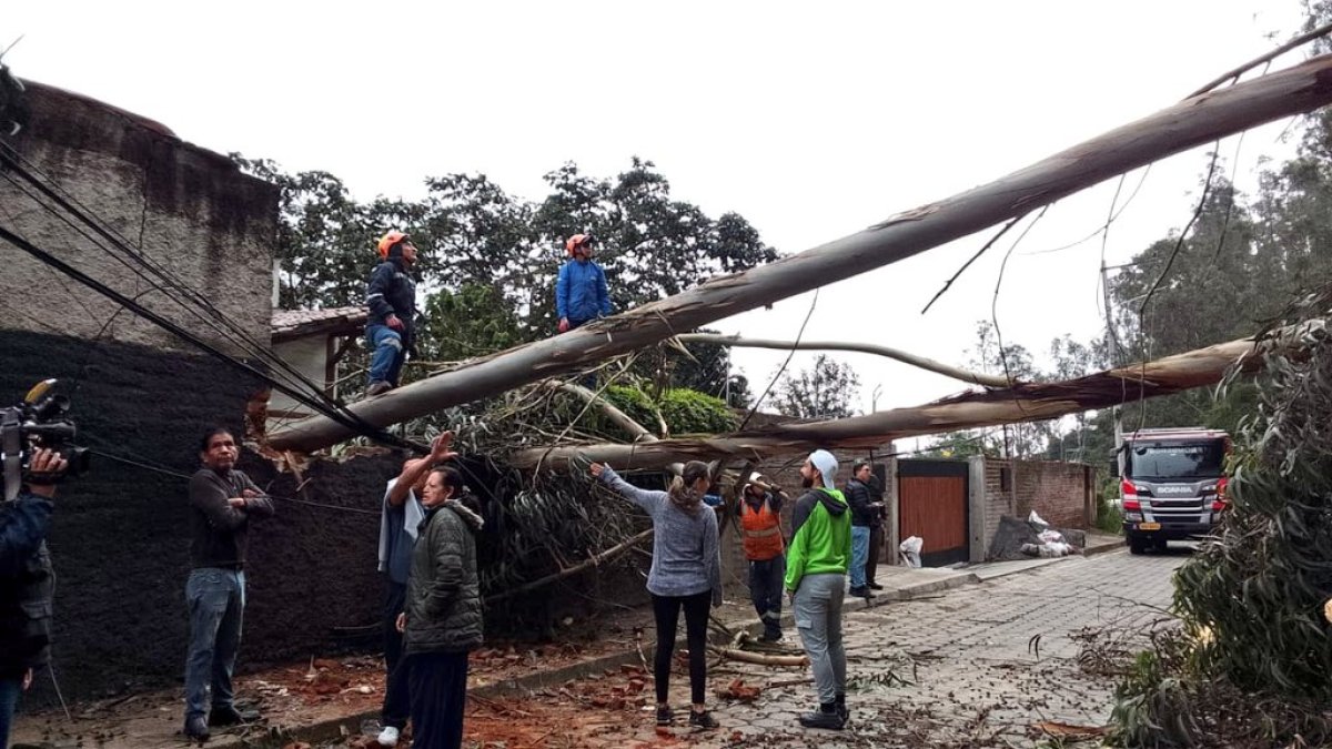 El árbol cayó sobre una vivienda y bloqueó el paso vehicular en la av. Los Conquistadores, en Guápulo, nororiente de Quito.