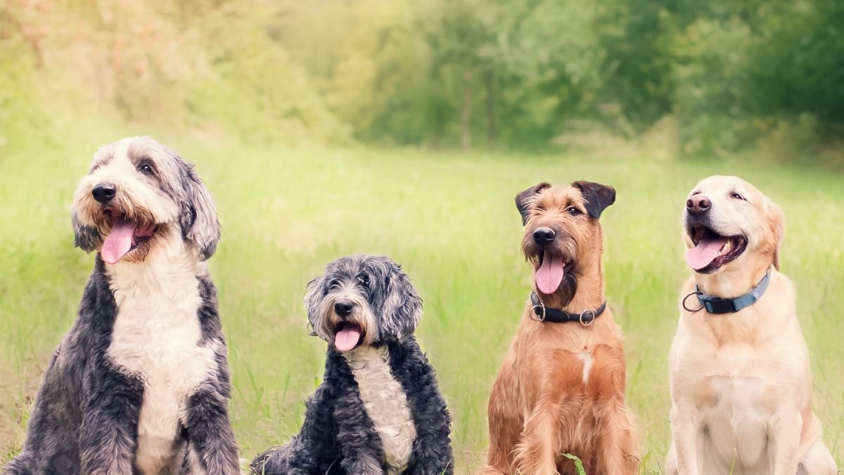 Existen estudios que revelan la edad promedio que vivirá cada perro, según su raza.