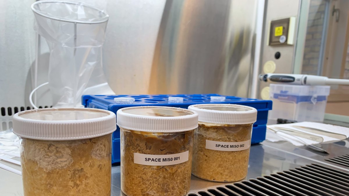 Muestra de tres tipos de miso tras la fermentación.