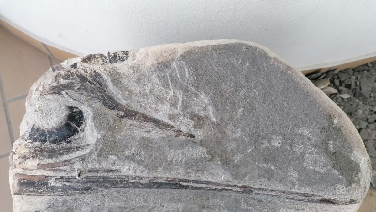 Este ejemplar, datado en más de 190 millones de años (Jurásico inferior), ha sido denominado Gadusaurus aqualignues