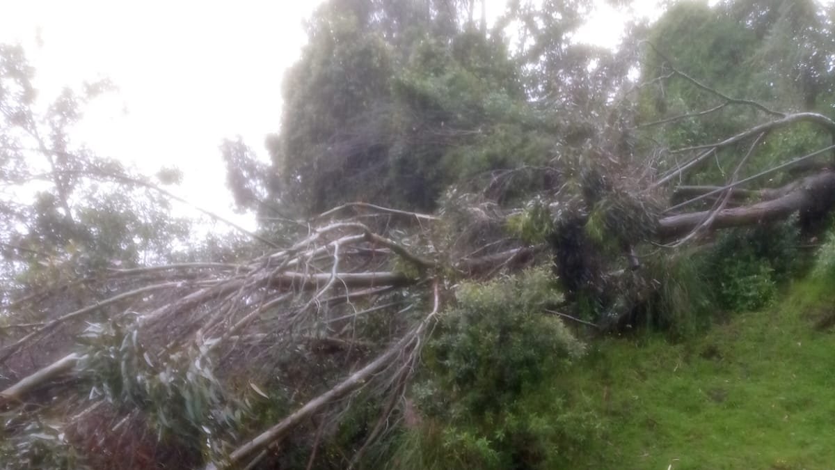 Sobre una de las cabinas del Teleférico cayó un árbol la tarde de este 10 de abril de 2025.