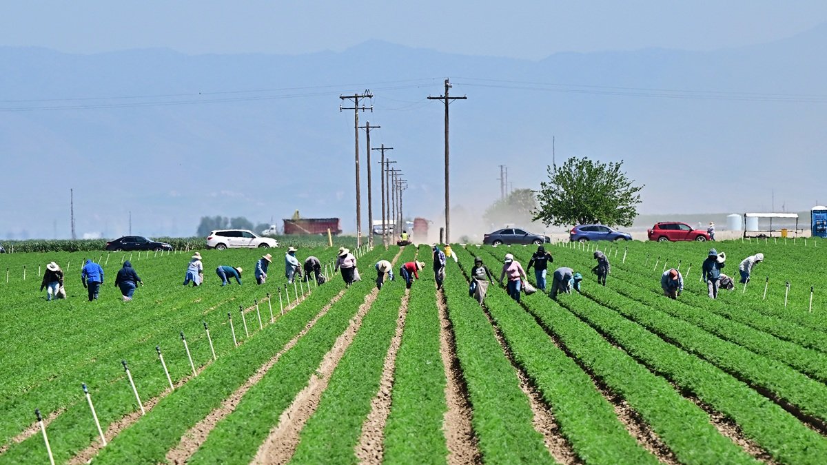 Los trabajadores agrícolas trabajan en los campos al sur de Bakersfield, en el granero del condado de Kern, California, el 9 de abril de 2025.