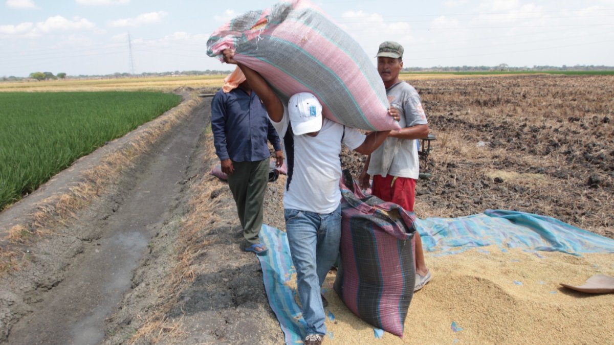 Archivo. Los agricultores podrán beneficiarse con esta maquinaria gratuita.