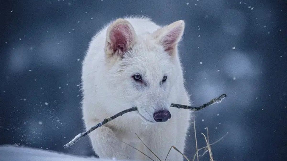 Cachorros de lobo gigante, como este, son un avance genético, no una especie revivida, dice el experto