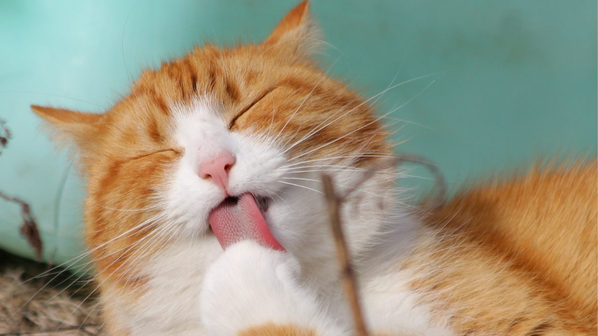 Un gato evita el agua, un comportamiento típico y con argumentos, explicado por expertos