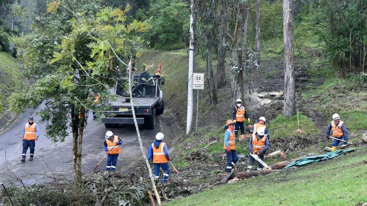 La Epmmop tiene una gerencia de áreas verdes en donde se identifica a los árboles en situación de riesgo.