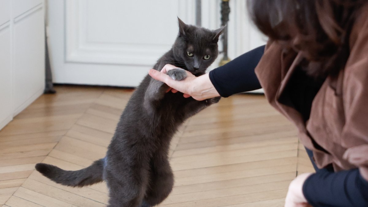 La tenencia de gatos en los apartamentos parisinos ha aumentado.
