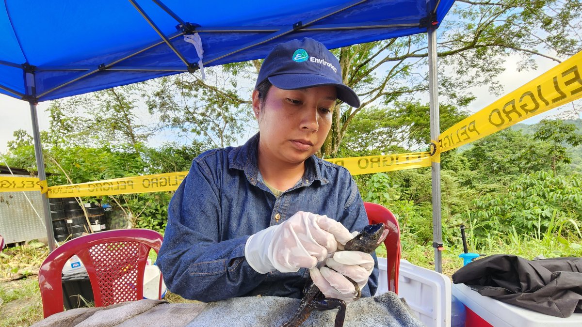 Rescate. Médicos veterinarios atienden a los a varios reptiles en Cube.