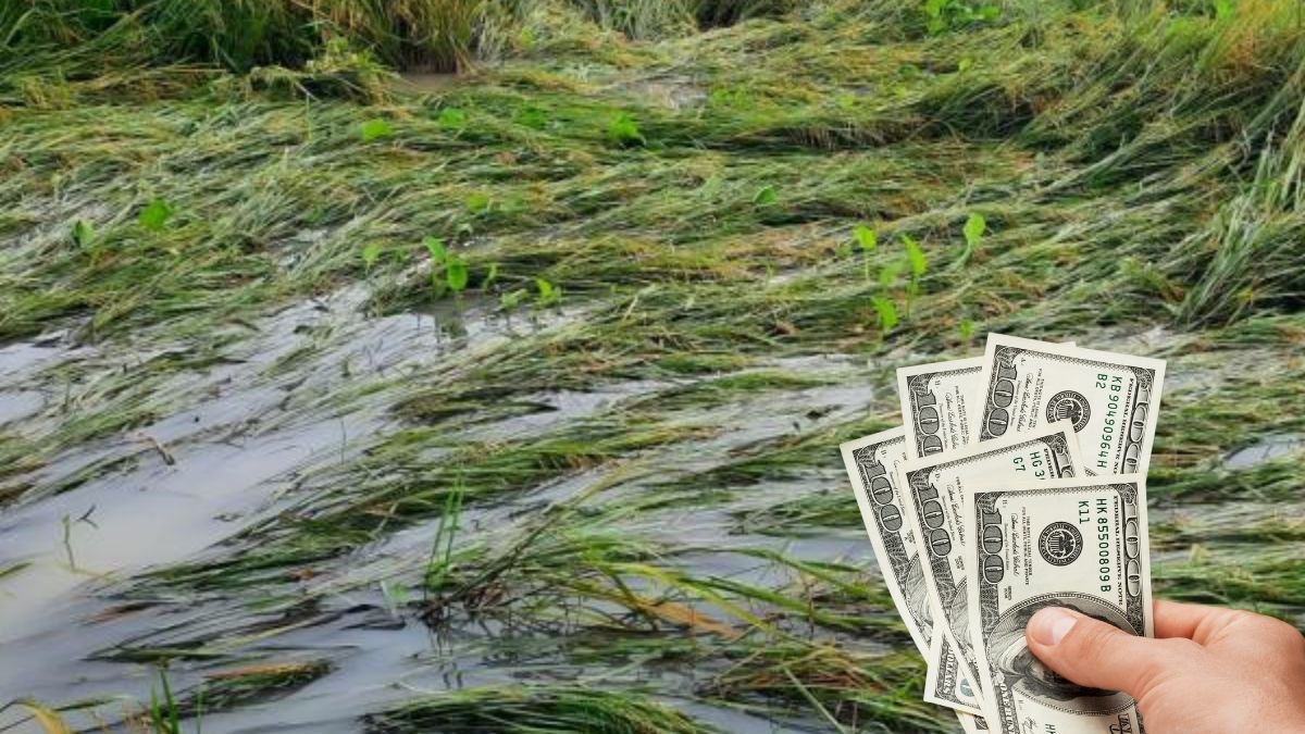 Los agricultores son algunos de los más perjudicados por el invierno en Ecuador.