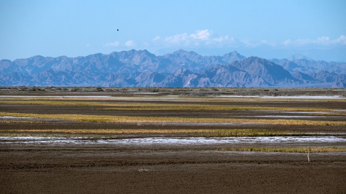 Imagen del pasto salado (Sal grass) en el delta del Río Colorado, Valle de Mexicali, Baja California, México, captada el 4 de abril de 2025.