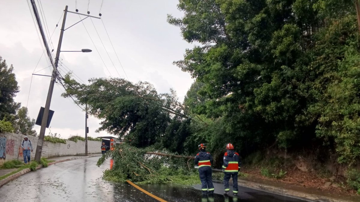 En los sectores de La Armenia, Guápulo, Guangopolo y Llano Chico se reportaron  caída de árboles este 16 de abril.