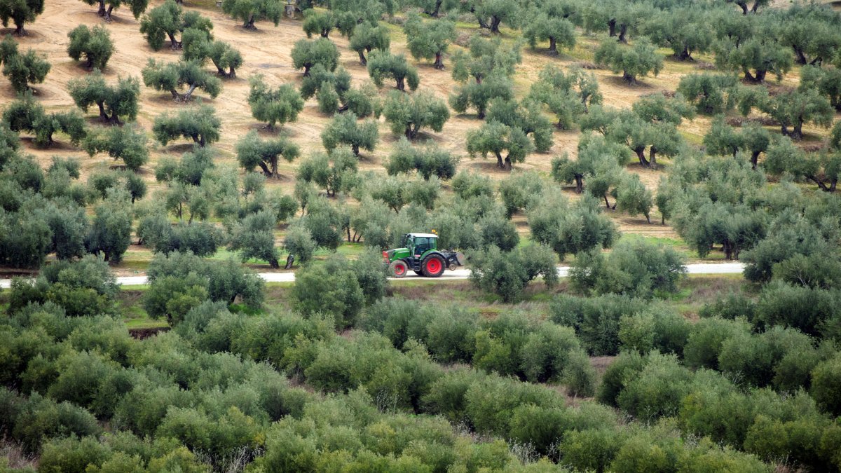 Campos de olivos en Lopera, cerca de Jaén, durante un proyecto de instalación de plantas fotovoltaicas, el 24 de marzo de 2025.