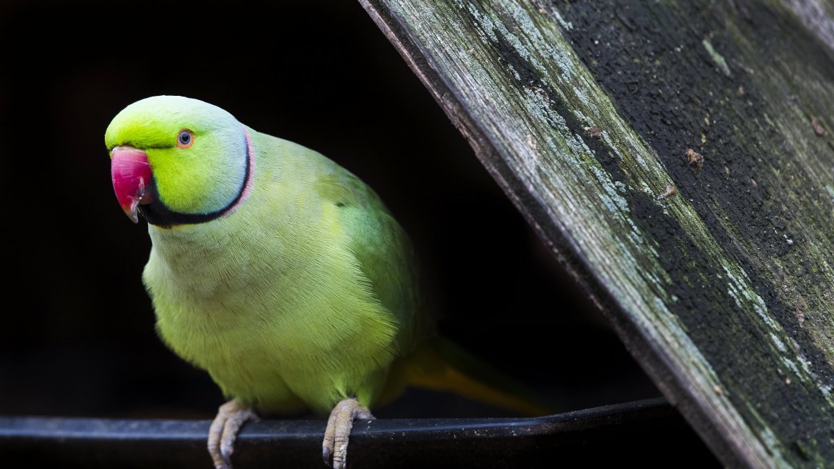 Fotografía de archivo de un ejemplar de cotorra de Kramer.