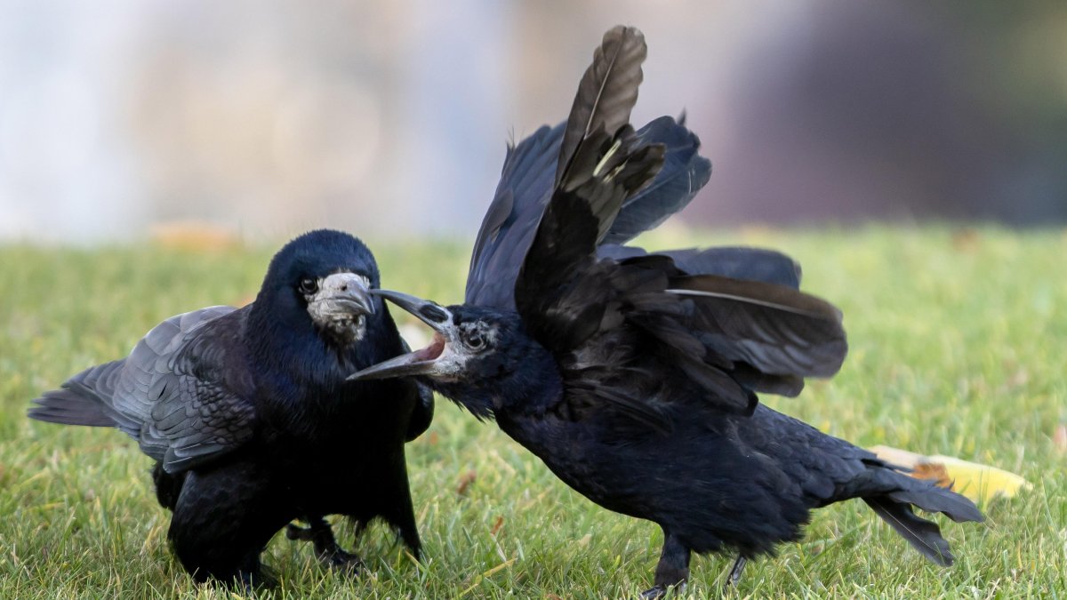 Dos cuervos en el césped del Parque Central Esteban el Grande en un día soleado en Chisinau, Moldavia.