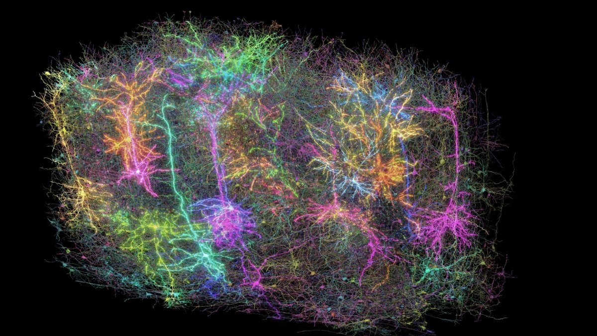 Un subconjunto de más de mil de las neuronas reconstruidas en el proyecto MICrONS.   datos.