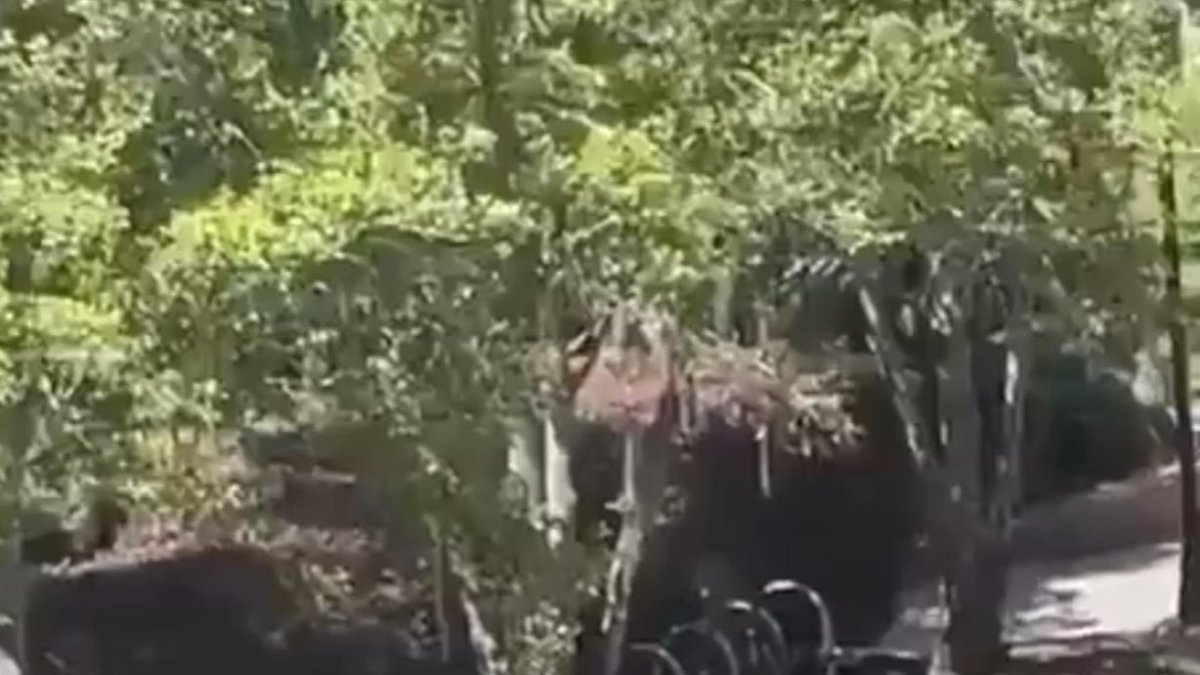 Agentes de seguridad trasladando a una persona durante un tiroteo este jueves, en la Universidad Estatal de Florida en Tallahassee (Estados Unidos).