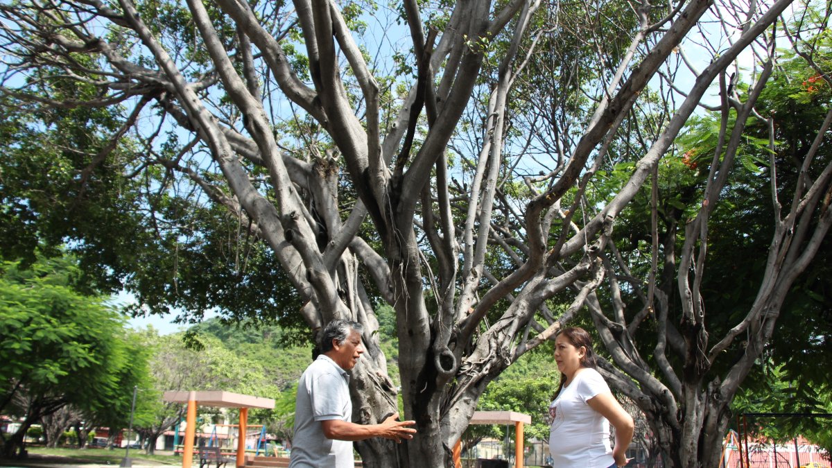 Temor. Residentes alertan sobre el riesgo de la caída de un árbol.
