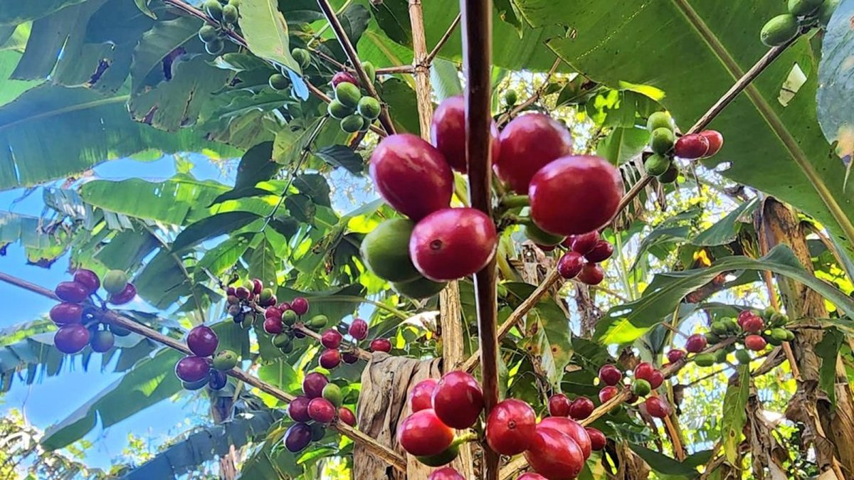 Según el INEC, Ecuador tiene una superficie cultivada de 30.314 hectáreas de café. Más de 3.000 están en Loja.