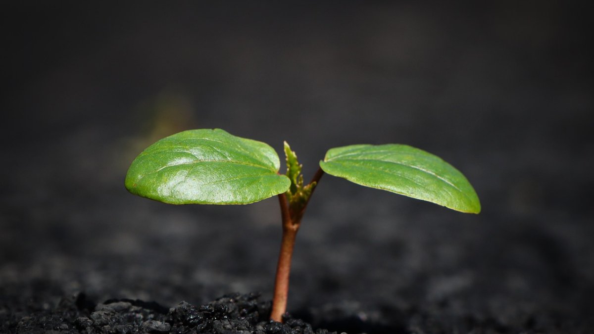 El Día de la Tierra se celebra cada 22 de abril.