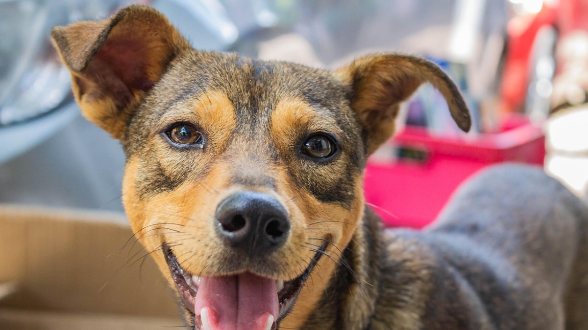 Vacunación séxtuple para caninos es uno de los servicios que ofrecerán las brigadas municipales, para inmunizarlos contra seis enfermedades.