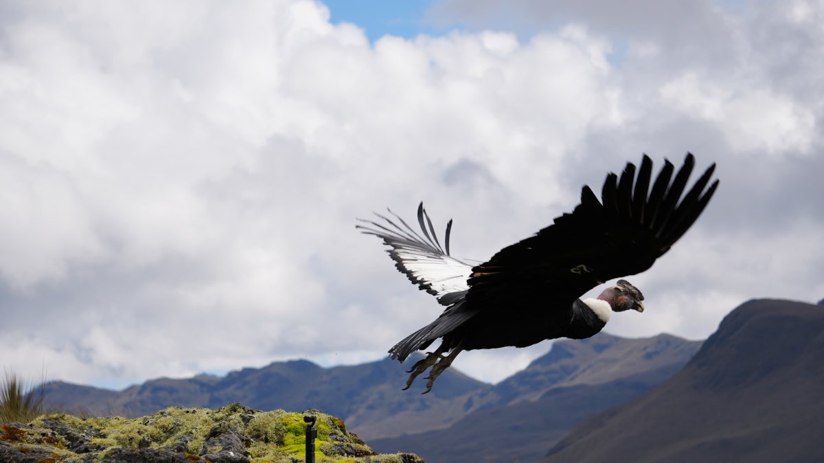El cóndor Valentino fue liberado tras 65 de que fue rescatado en la zona alta de Soldados, en la capital azuaya.