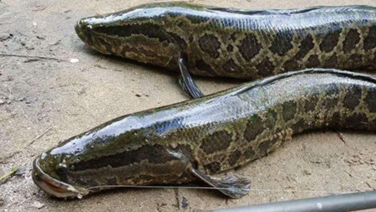 Pez cabeza de serpiente.