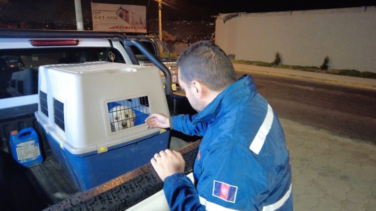 La Agencia Metropolitana de Control (AMC), en un operativo conjunto con la Unidad de Bienestar Animal (UBA) y la Policía Nacional, sancionaron a un ciudadano que maltrató a su mascota.