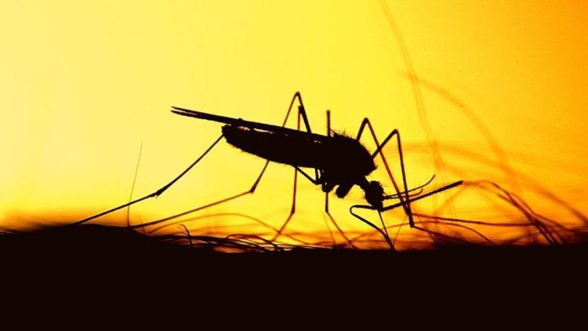Foto referencial de mosquito que provoca fiebre amarilla