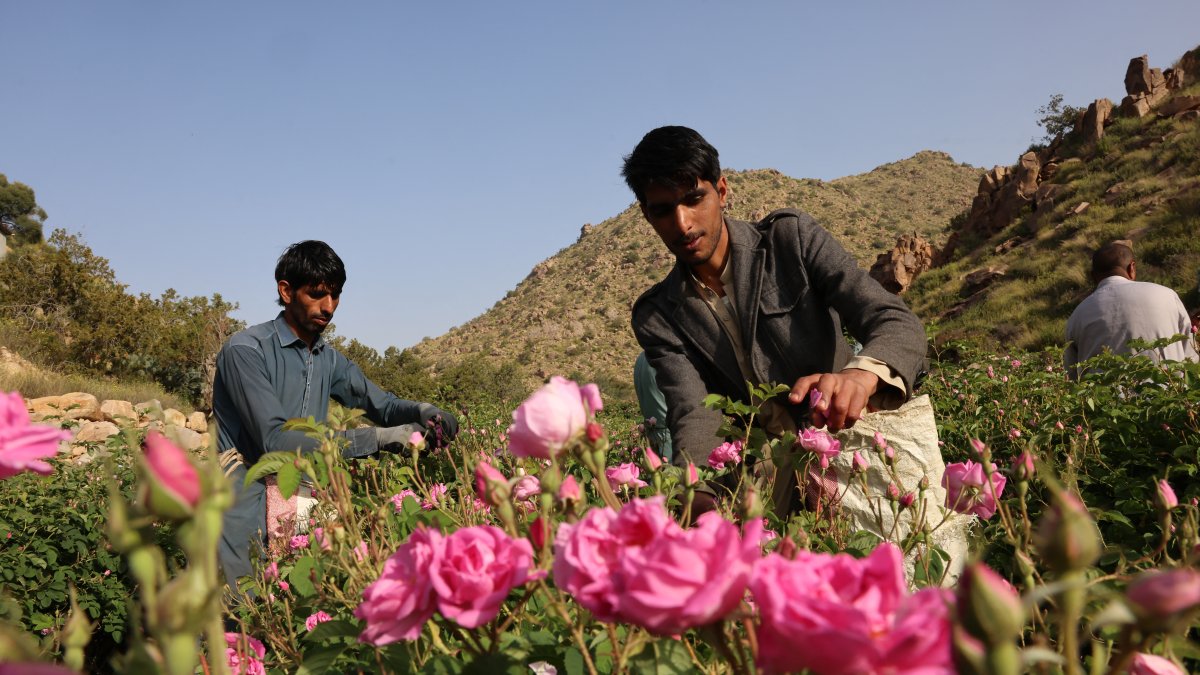 Trabajadores extranjeros cosechan rosas Damascenas (Damasco), utilizadas para producir agua y aceite de rosas, en una granja de Taif, ciudad occidental de Arabia Saudita.