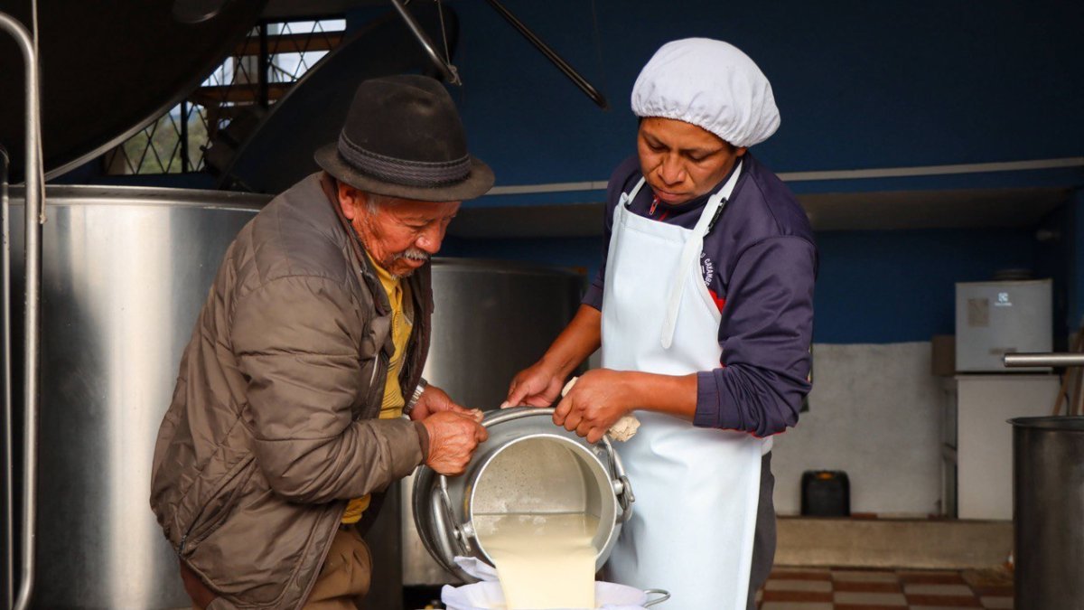 El proceso de ordeñar a la vaca y luego transportar la leche para su comercialización.