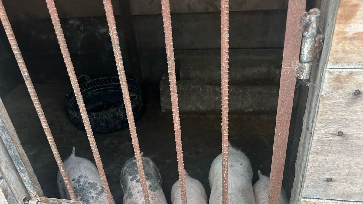Los cerditos estaban en condiciones de hacinamiento e insalubres.