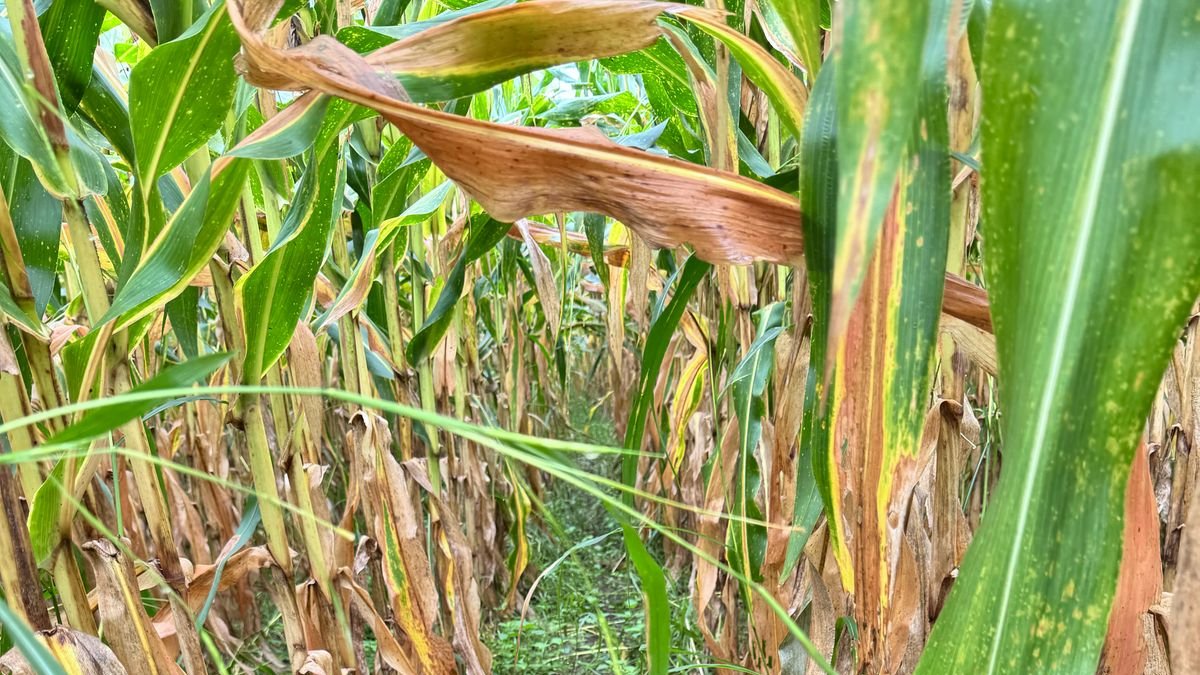 Uno de los cultivos afectados por hongos en la provincia de Los Ríos.