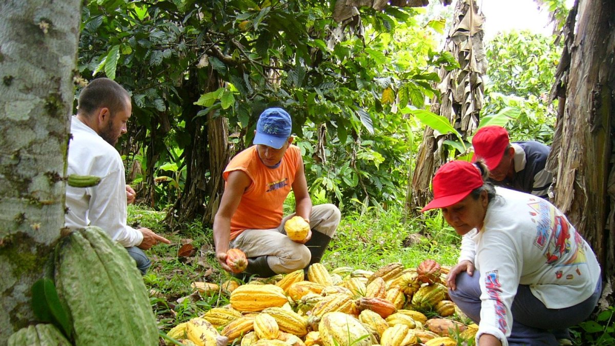 El sector cacaotero involucra a más de 138.983 productores a nivel nacional.