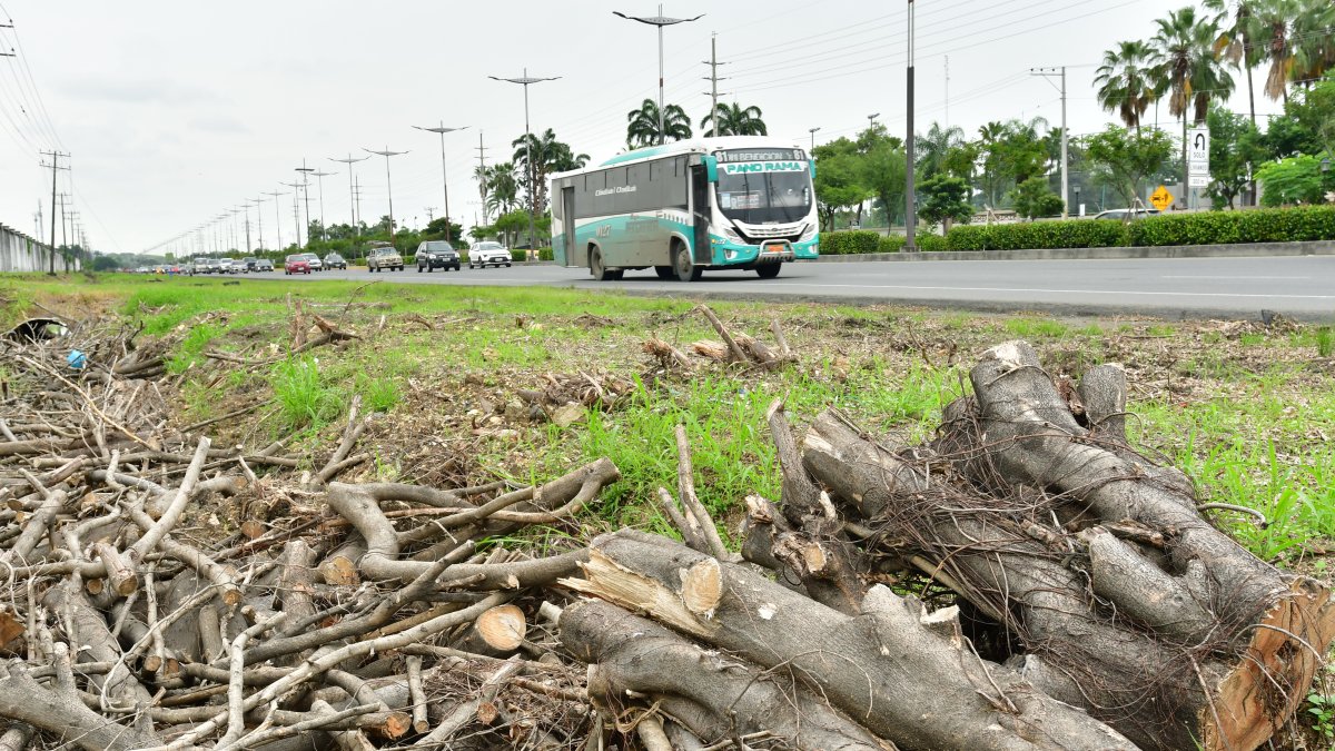 TALA DE ARBOLES EN LA PUNTILLA SAMBORONDON FOTOGRAFO: FRANCISCO FLORES PERIODISTA: JOSUE ANDRADE FECHA: 28-04-2025 AG-EXTERNOS