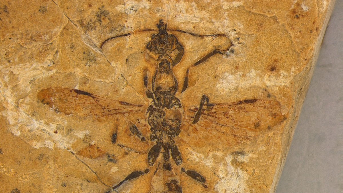 Reconstrucción paleoartística de la nueva especie, basada en el fósil y en una especie pariente cercana hallada en ámbar de Myanmar