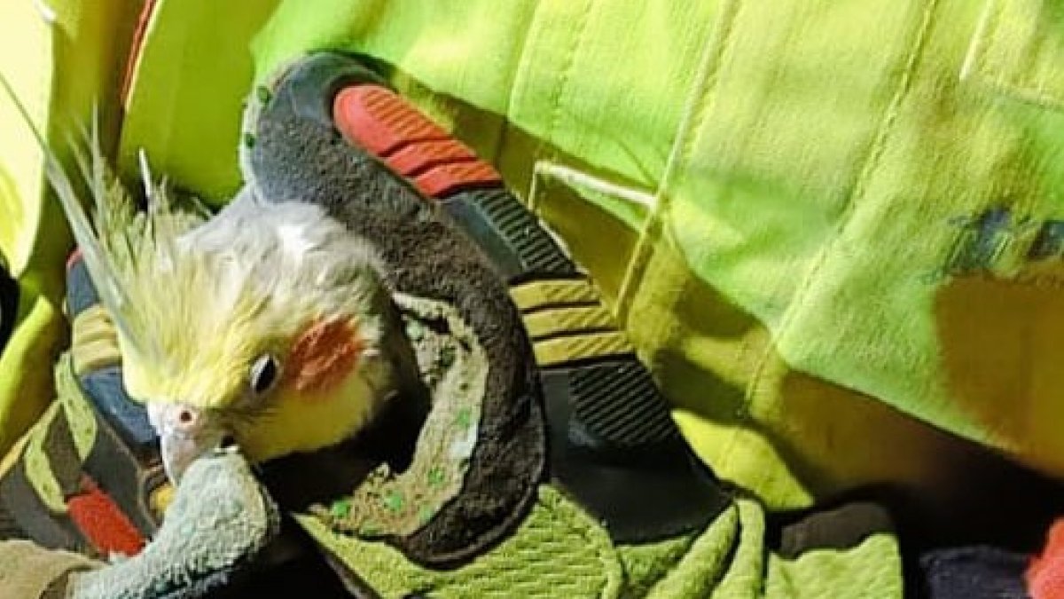 El rescate del lorito Cristian en Carapungo, norte de Quito, enterneció a los usuarios de redes sociales.