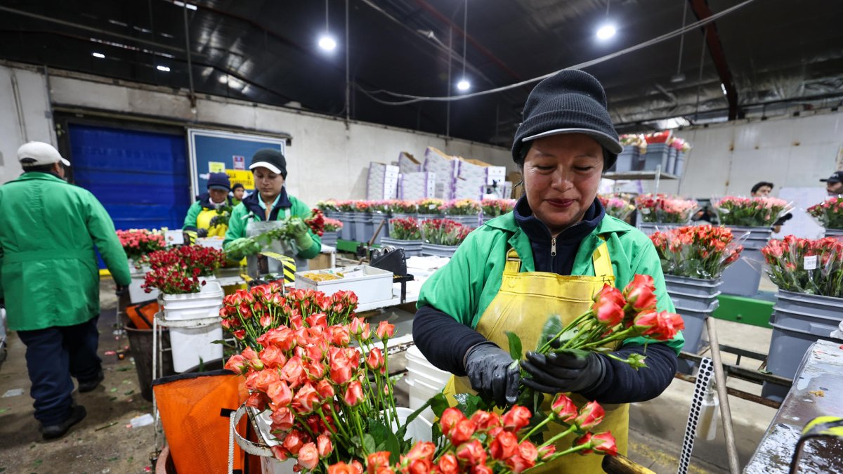 Personas trabajan seleccionando flores en el cultivo Esmeralda Farms, el 29 de abril de 2025 en el sector del Quinche (Ecuador).