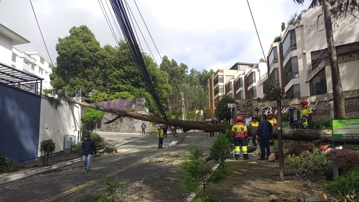 Árboles y postes colapsaron sobre vehículos estacionados en el sector de El Condado.