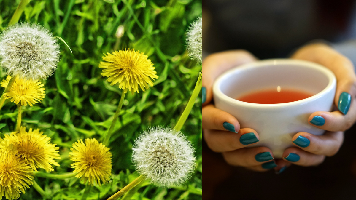 Diente de león: aliado natural para la salud
