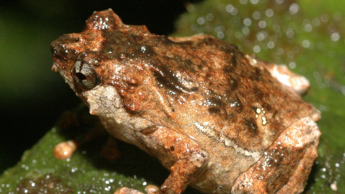 Los científicos expermentan  con las ranas  tratar las enfermedades inflamatorias