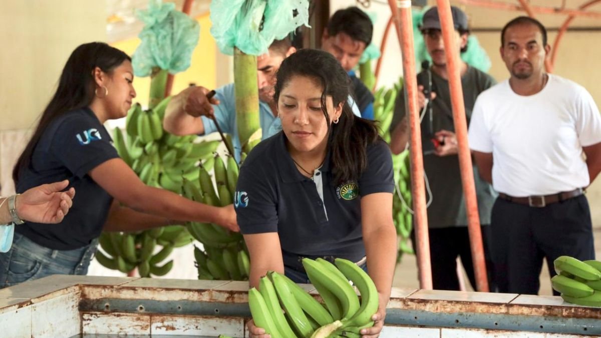 Universidad. Los estudiantes de Agronomía ya hacen prácticas en la nueva sede de Vinces de la UG.