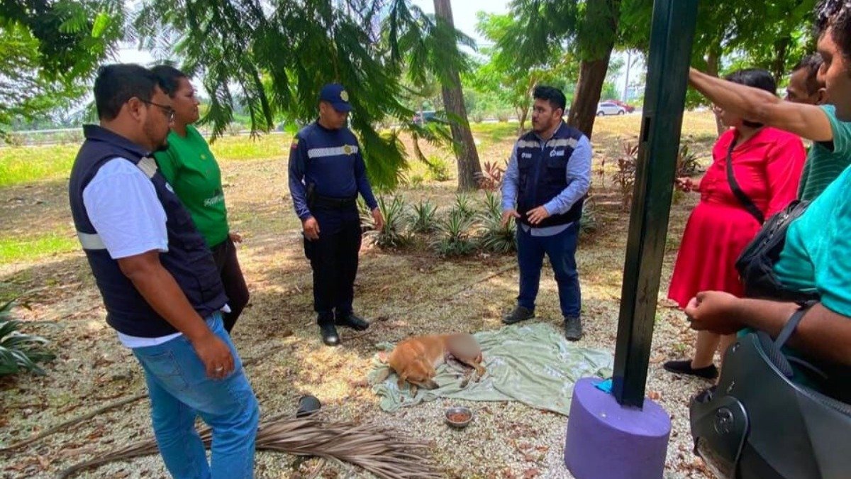 Samanes. El perro se encuentra estable.