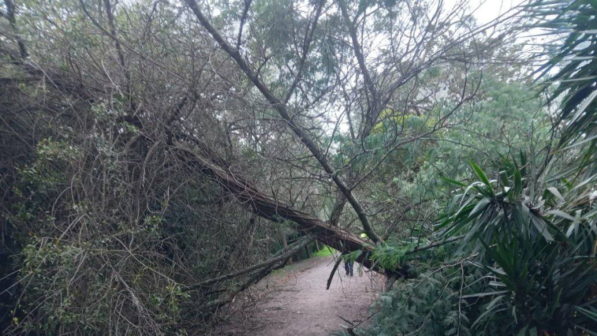 Árbol caído en la ruta ecológica del Chaquiñán, sector Churoloma. Vecinos piden mantenimiento urgente.