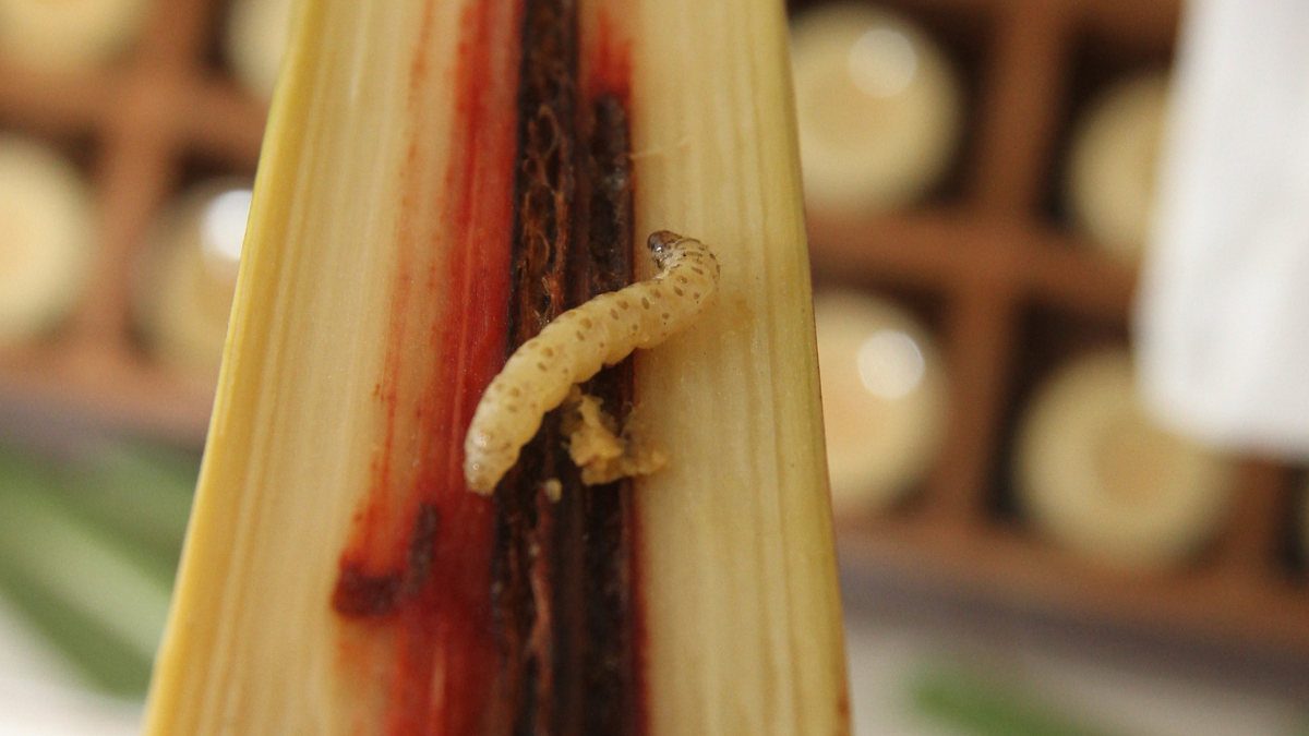 Referencial. El gusano afecta a las plantaciones y al ganado.
